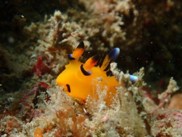 流石に頬は赤くない 外見がピカチュウを連想させるウミウシの画像